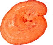 reishi